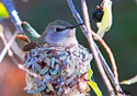 Calypte costae